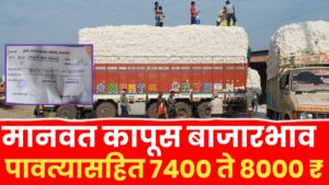 manavat pavtyasah cotton ; मानवत मधील आजचे कापूस बाजारभाव पावत्यासह 7400 ते 8000 रुपये भाव.
