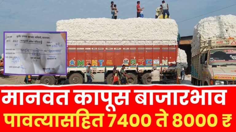 manavat pavtyasah cotton ; मानवत मधील आजचे कापूस बाजारभाव पावत्यासह 7400 ते 8000 रुपये भाव.