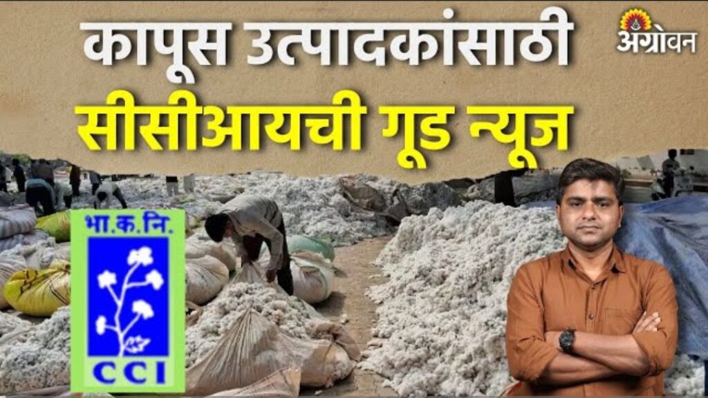 CCI cotton big ; कापूस उत्पादकांना सीसीआयची आनंदाची बातमी समोर