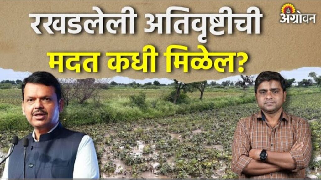 अतिवृष्टी मदत आणि रब्बी अनुदानाचा तिढा: शेतकऱ्यांना मदत मिळण्यास विलंब का होत आहे