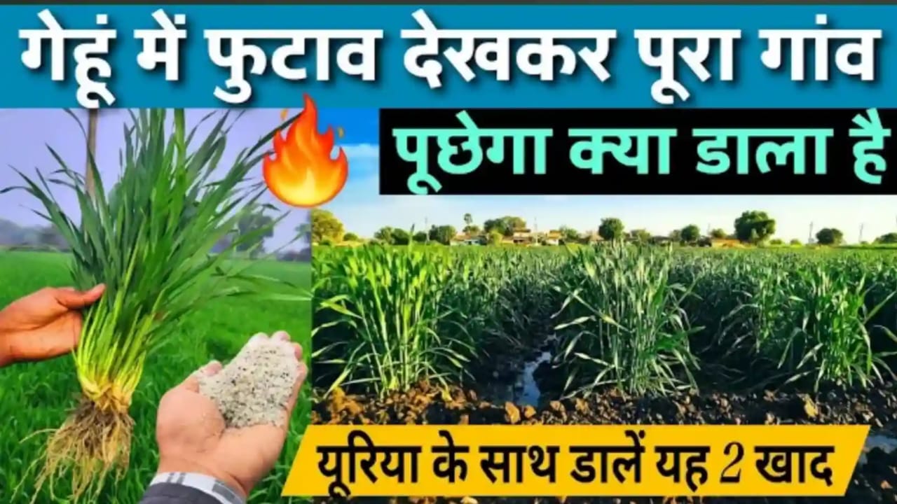 गेहूं की फसल में