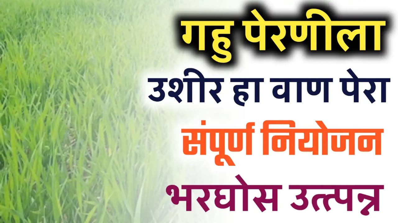 उशिरा गहू पेरणीचे