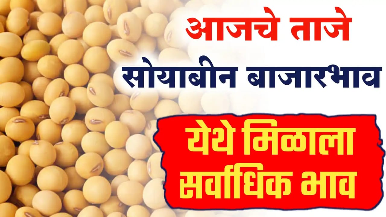 निवडणुकीमुळे सोयाबीन