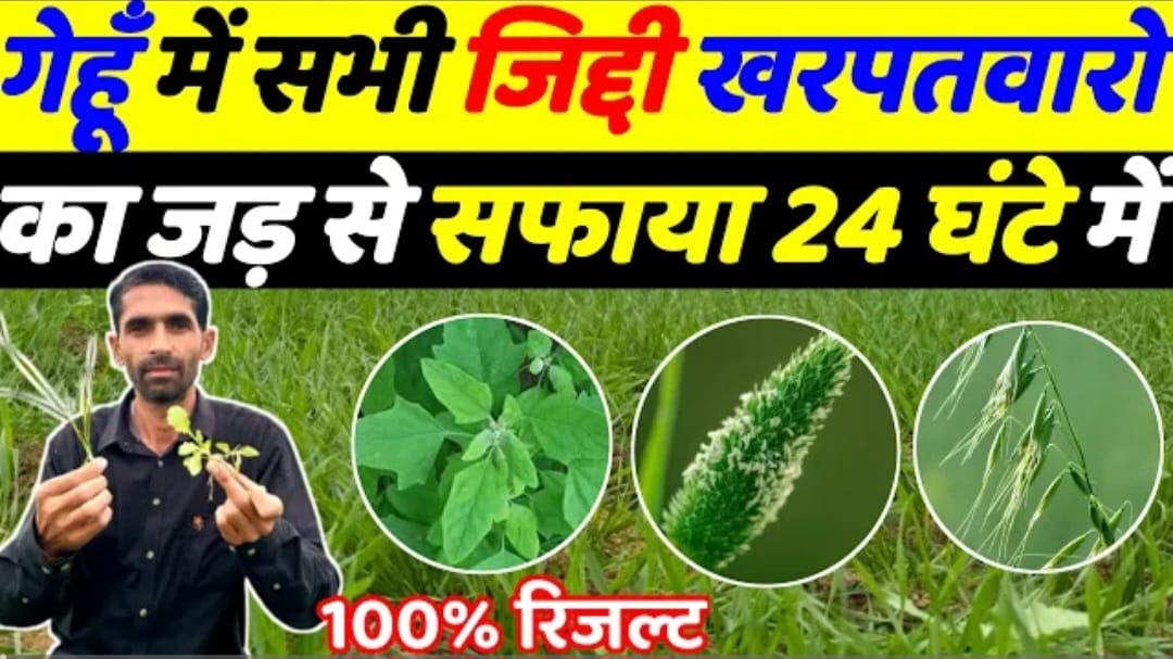 गेहूं की टॉप 4 खरपतवार