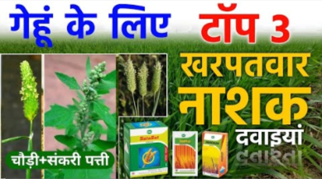 New Bayer herbicide
