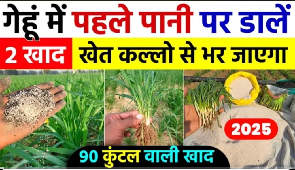 गेहूं की फसल