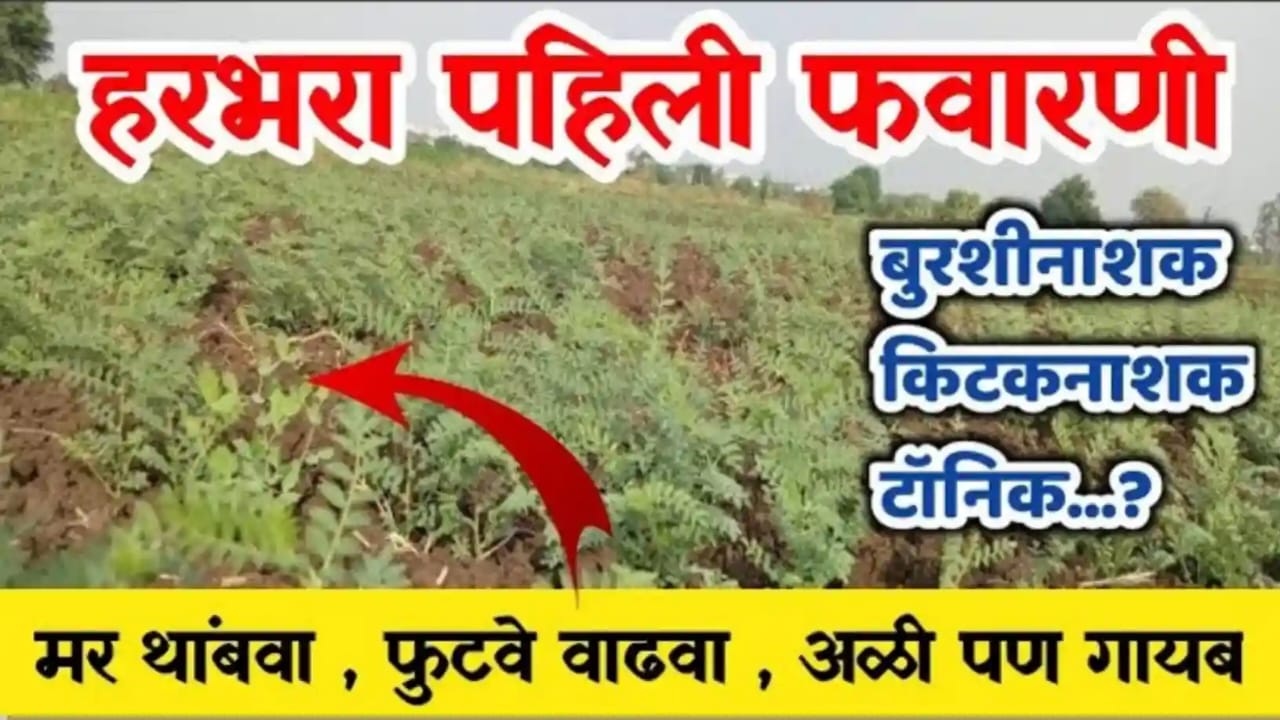 हरभरा पिकासाठी पहिली