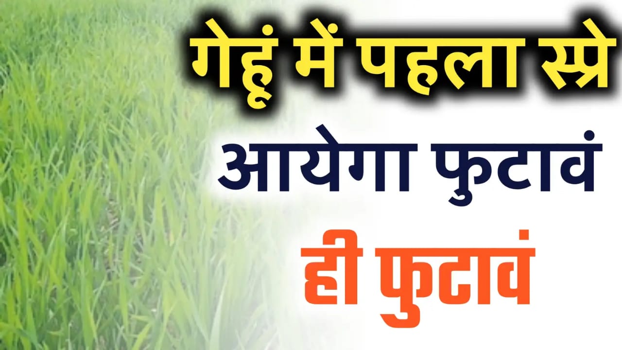 गेहूं का पहला स्प्रे