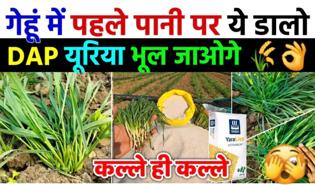 गेहूं मे पहले पाणी