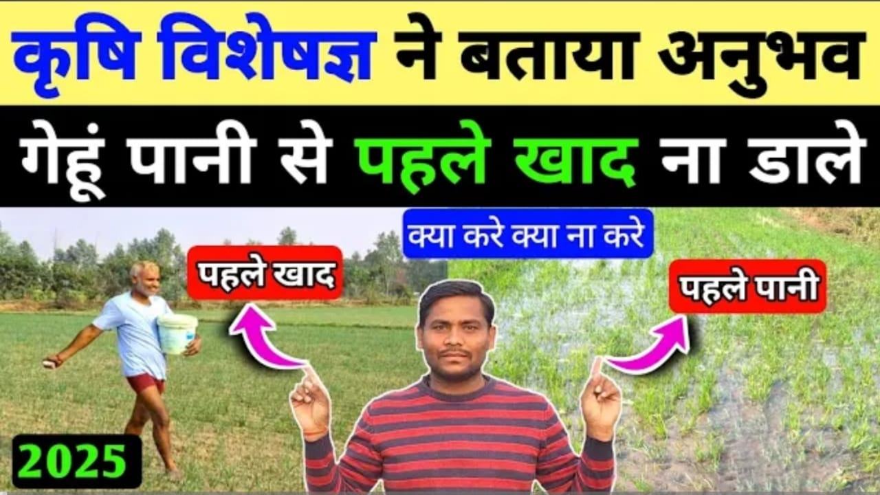 यूरिया खाद देने