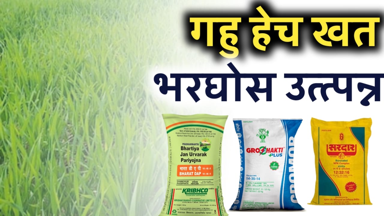 गहू पिकाच्या भरघोस