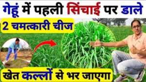 गेहूं की फसल में अधिकतम पैदावार के लिए पहली सिंचाई (पहला पानी) और खाद का