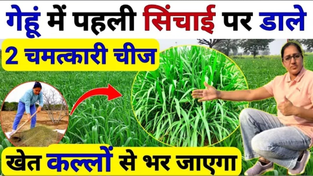 गेहूं की फसल