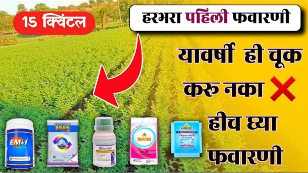 हरभऱ्यामध्ये पहिली फवारणी