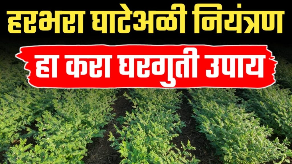 हरभऱ्यावरील घाटे अळी नियंत्रणासाठी नैसर्गिक उपाय; कमी खर्चात टी-आकाराचे ‘पक्षी थांबे’ ठरतील प्रभावी