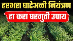 हरभऱ्यावरील घाटे अळी नियंत्रणासाठी नैसर्गिक उपाय; कमी खर्चात टी-आकाराचे ‘पक्षी थांबे’ ठरतील प्रभावी