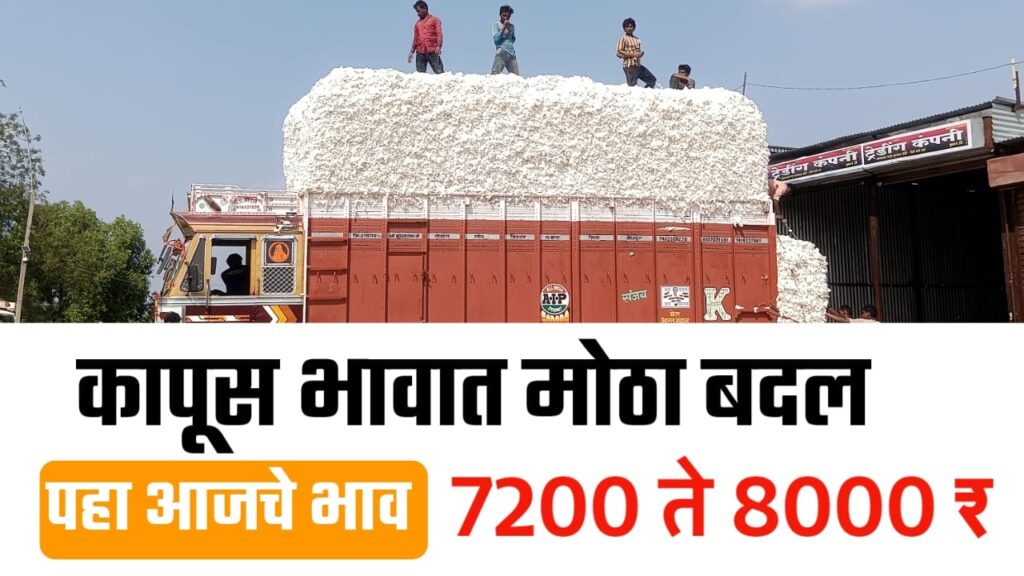 कापूस बाजारात ८००० चा टप्पा कायम! अकोला, जालन्यात तेजी, पण इतरत्र दर स्थिर!