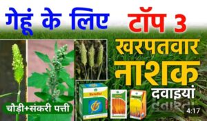 गेहूं के टाँप 8 खनपवार नाशक ; एक स्प्रे मे घास जड से खतम.