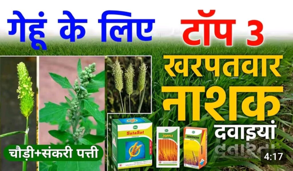 गेहूं के टाँप 8 खनपवार नाशक ; एक स्प्रे मे घास जड से खतम.