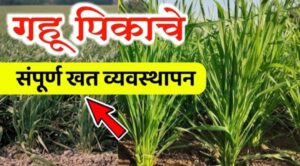 गहू पिकाच्या भरघोस उत्पादनासाठी गहू खत व्यवस्थापन