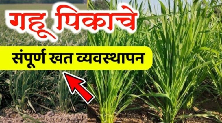 गहू पिकाच्या भरघोस उत्पादनासाठी गहू खत व्यवस्थापन