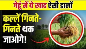 गेंहू की बंपर पैदावार के लिए कौन सा रसायनिक खाद कब एवं कितना डालना चाहिए