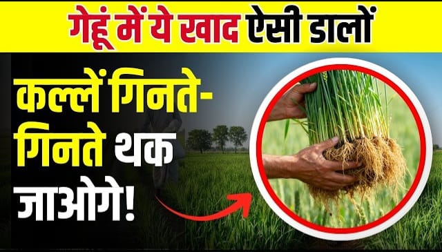 गेंहू की बंपर पैदावार के लिए कौन सा रसायनिक खाद कब एवं कितना डालना चाहिए ? जानें सटीक जानकारी