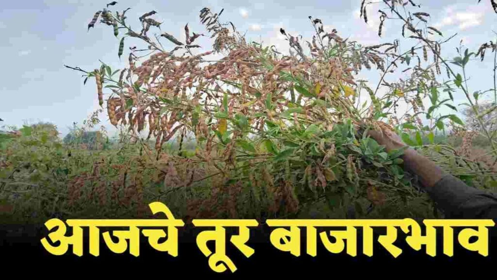 महाराष्ट्रात आजचे तुरीची बाजारभाव पहा, तुरीचे भाव वाढणार पहा.